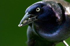 IMG_0335