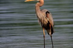 IMG_1070