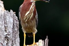 IMG_4517-1