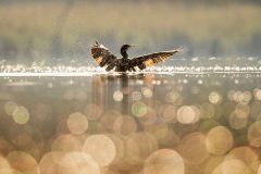 JDArt-archive-photograph