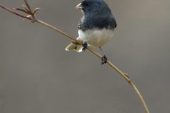 birdie-2