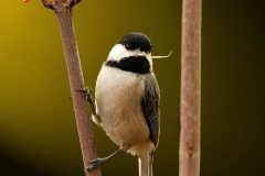birdlight