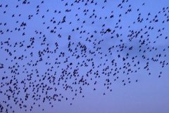 birds2