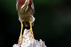 darksmall