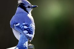 stellar-jay-1